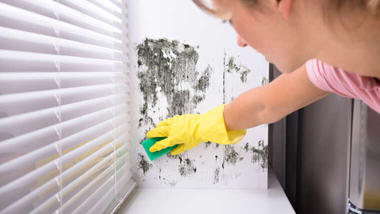 Some Facts About Cleaning Mold