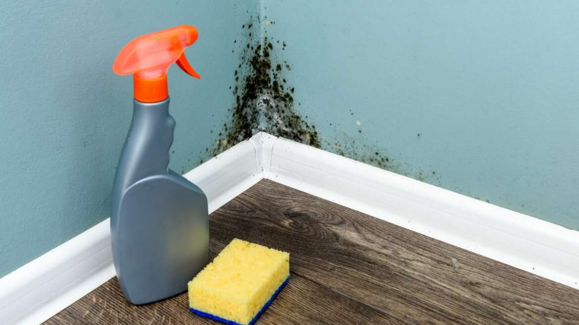 The Effects of Damaging Black Mold